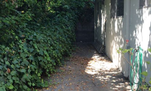 Sunlit pathway bordered by dense greenery and a building wall.